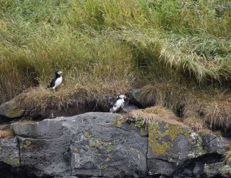 Média réf. 3390 (5/5): Croisière d’observation des macareux