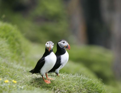Croisière d’observation des macareux